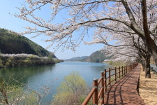 봉화 물야저수지 벚꽃··· 이번 주말 절정 