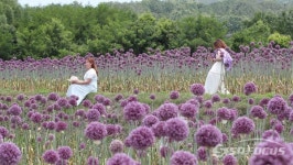강진군, 보랏빛 코끼리마늘꽃 세상…놀려오세요