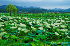 [포토] 연꽃 보낸 연잎의 또 다른 매력