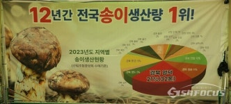 자연산 송이 생산 전국 1위 영덕군···12일부터 본격 출하 