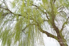 [포토] 연녹색  향연…능수버들