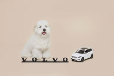 볼보차코리아, 반려동물 복지에 5천만원 상당 물품 쏜 이유