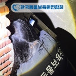 강아지·고양이 파양 급증… 동물보육원, 생명 지키기 위해 고군분투