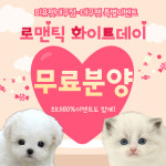 대구 강아지·고양이 분양 전문 미유펫 대구점, 신규 매장 대구펫 오픈