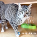 한국동물보육원연합회, 봄맞이 강아지·고양이 파양 동물에 새 희망 전해
