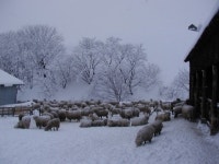 여행박사, 양띠해 맞아 대관령 양떼목장 특가 여행상품 내놔