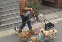 동물행동심리연구소 폴랑폴랑, 국제 반려동물 전문가 자격 과정 ‘도그워커아카데미’ 진행