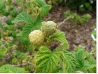 비엔텍, 미숙과 복분자의 콜레스테롤 개선 인체적용시험 성공 효능 검증 완료