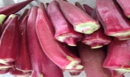 비엔텍, 전남 강진군일대 신소득작물 적오크라 대량 재배 첫 성공… 제품 개발 착수