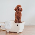 신일, 펫 가전 브랜드 퍼비 ‘스파&드라이’ 전국 ‘몰리스펫샵’서 기간 한정 특가 판매