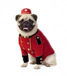 호텔스닷컴, 브랜드 마스코트 ‘벨퍼그’ 한국 론칭