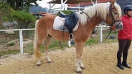 파밀리에 승마장, 힐링 및 장애우 재활승마 비용 낮추고 강습생 모집 나서