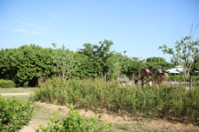 서울그린트러스트-마녀공장, 잠원한강공원 꿀벌숲 개선 위한 밀원식물 식재