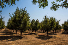 캘리포니아 푸룬 협회, 혁신 기술과 전통의 조화로 ‘고품질 푸룬’ 생산
