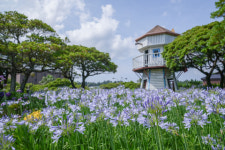 제주 허브동산, 수국 & 아가판서스 축제 개최