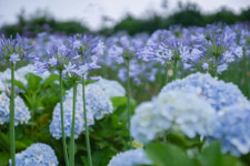 제주 허브동산, 수국 & 아가판서스 축제 개최