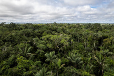 WWF, 브라질 대통령 방한 계기 ‘열대우림 영구기금’ 논의 촉구