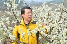 순창 동계면으로 떠나는 매화 여행