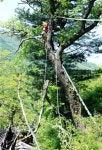 남원 산내면 천년송 주변나무 정비