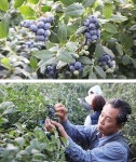 정읍 블루베리 체험농장 인기