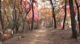 [21. 전주 천년고도 옛길 제1코스 건지산 길] 가을 힐링 여기가 딱이네