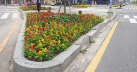 익산 도심, 가을꽃 10만송이로 단장