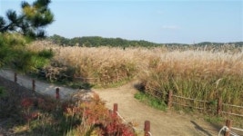 전북 억새밭 명소로 떠나는 힐링여행