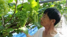 무농약 캠벨·저농약 청포도 완주 이영식씨 전국 첫 출하