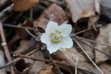 변산반도국립공원, 봄 전령사 변산바람꽃 활짝