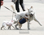 견공의 봄나들이