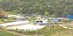 [문화&공감] 고창 상하면 송림마을 활력