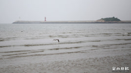 자로 잰듯 뻗은 그 해변을 인간은 걸었네: 고창 구시포, 동호 해수욕장