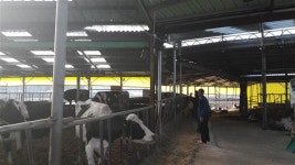 남원농기센터, 가시광선으로 소 면역력·우유 품질 높인다