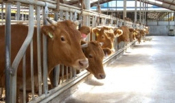 정읍시, 한우 명품화 4억5000만원 투입