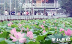 전주 덕진공원 연화교 새로 놓는다