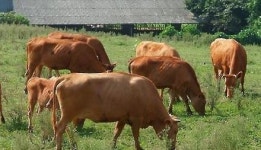 정읍 산내면 구제역 확진에 시민불안 가중…한우명가 명성 흠집날라