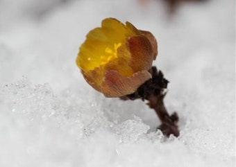 봄의 전령 '복수초' 지리산에 첫 꽃망울