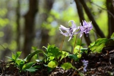 봄꽃 물든 지리산 구룡·뱀사골 계곡