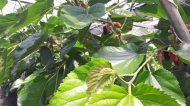 시설하우스 친환경 부안 오디 첫 수확