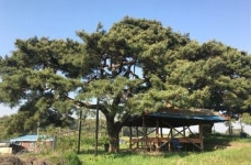 익산시 우리 고장 보호수 보존, 함께 노력해요