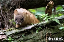 전주 옹달샘에 나타난 족제비