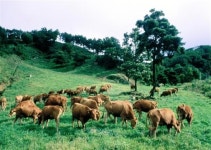장수군, 한우사육 농가 구충사업 주력