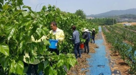 고창군 바쁜 영농철, 농업인의 힘이 돼 드릴게요