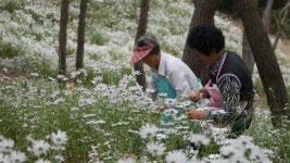 남원 지리산구절초·무주 소이나루 영농조합, 신규 마을기업 선정