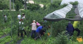 진안 부귀면, 거석리 금계곡마을 블루베리 농가 일손돕기 작업