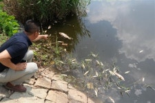 군산 나포면 서지제 물고기 집단 폐사…원인규명 나서