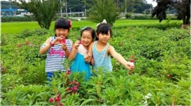 임실 전원교회서 임실군-YMCA 주최 봉숭아 꽃잔치 개최