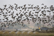 [되풀이 되는 AI 어쩌나] (하) 대안 - 개별농장 방역지원 체계 필요