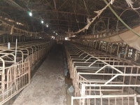 익산 서부권 악취주범 영명농장 돼지 전량 출하