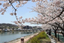 남원은 지금 벚꽃 낭만 가득